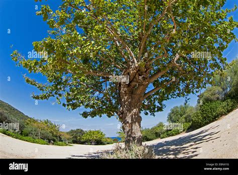 chinese mulberry tree